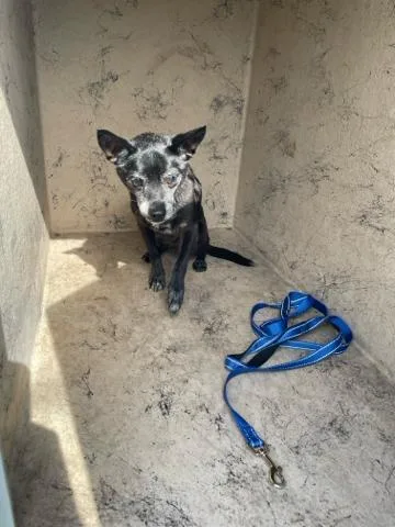 A senior small-sized male Mixed Breed dog named Lil Papi for adoption in West Palm Beach, FL