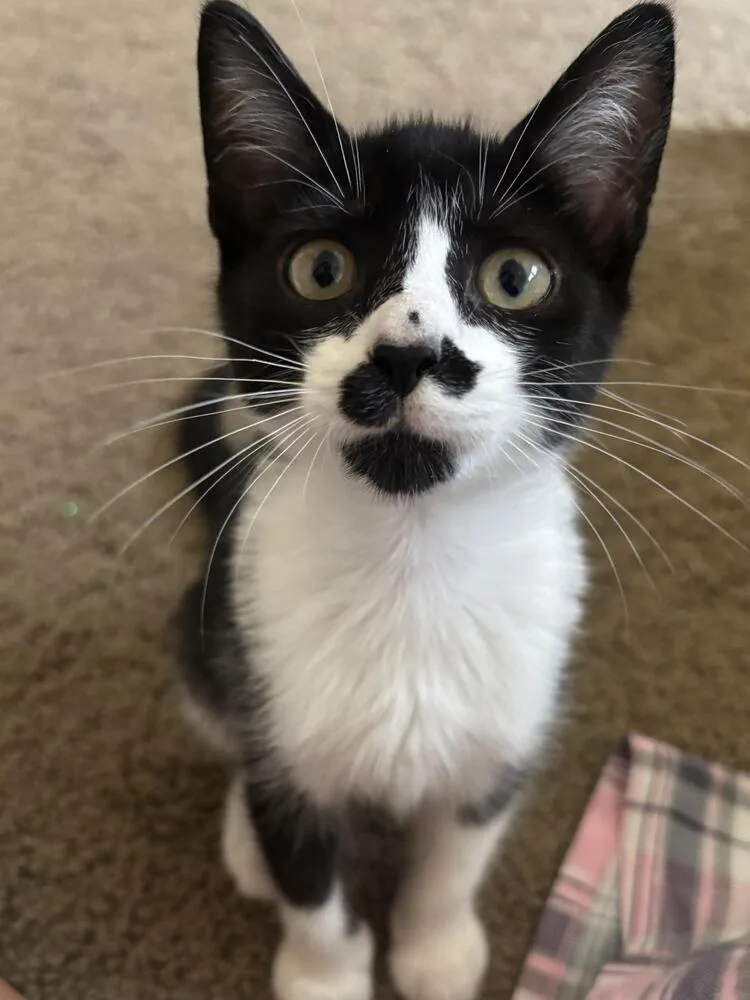 A baby small-sized male Black & White / Tuxedo Domestic Short Hair cat named Freddie for adoption in Orlando, FL