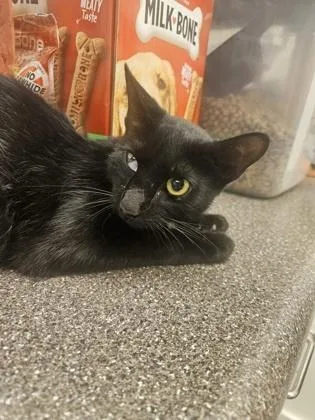 An adult small-sized female Domestic Short Hair cat named Farris for adoption in South Bend, IN
