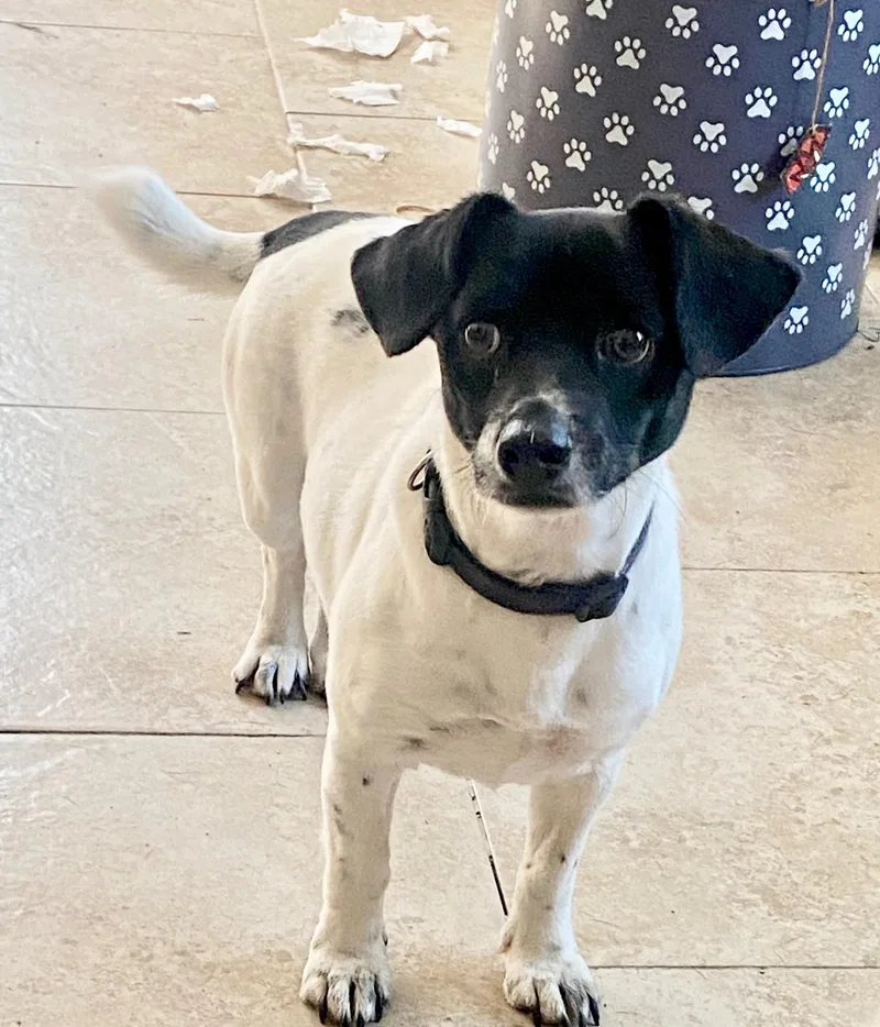 An adult small-sized male Bicolor Dachshund dog named Bullet Wat for adoption in Missouri City, TX