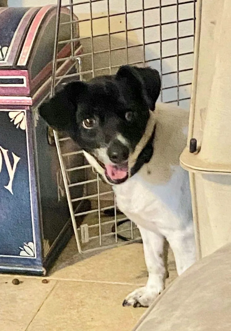 Bullet Wat thumbnail 5