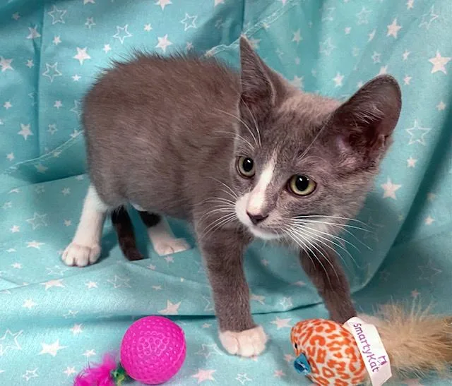 A baby medium-sized female Gray & White Domestic Short Hair cat named Lucy for adoption in Lake Monroe, FL