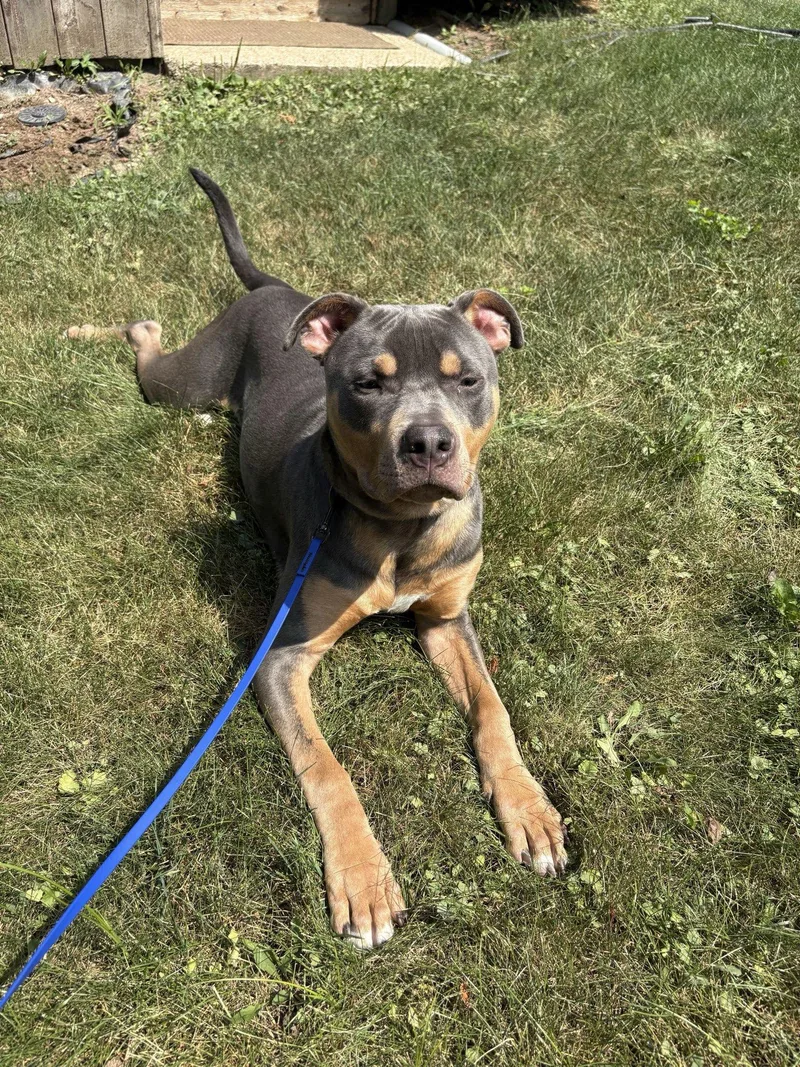 Levi
