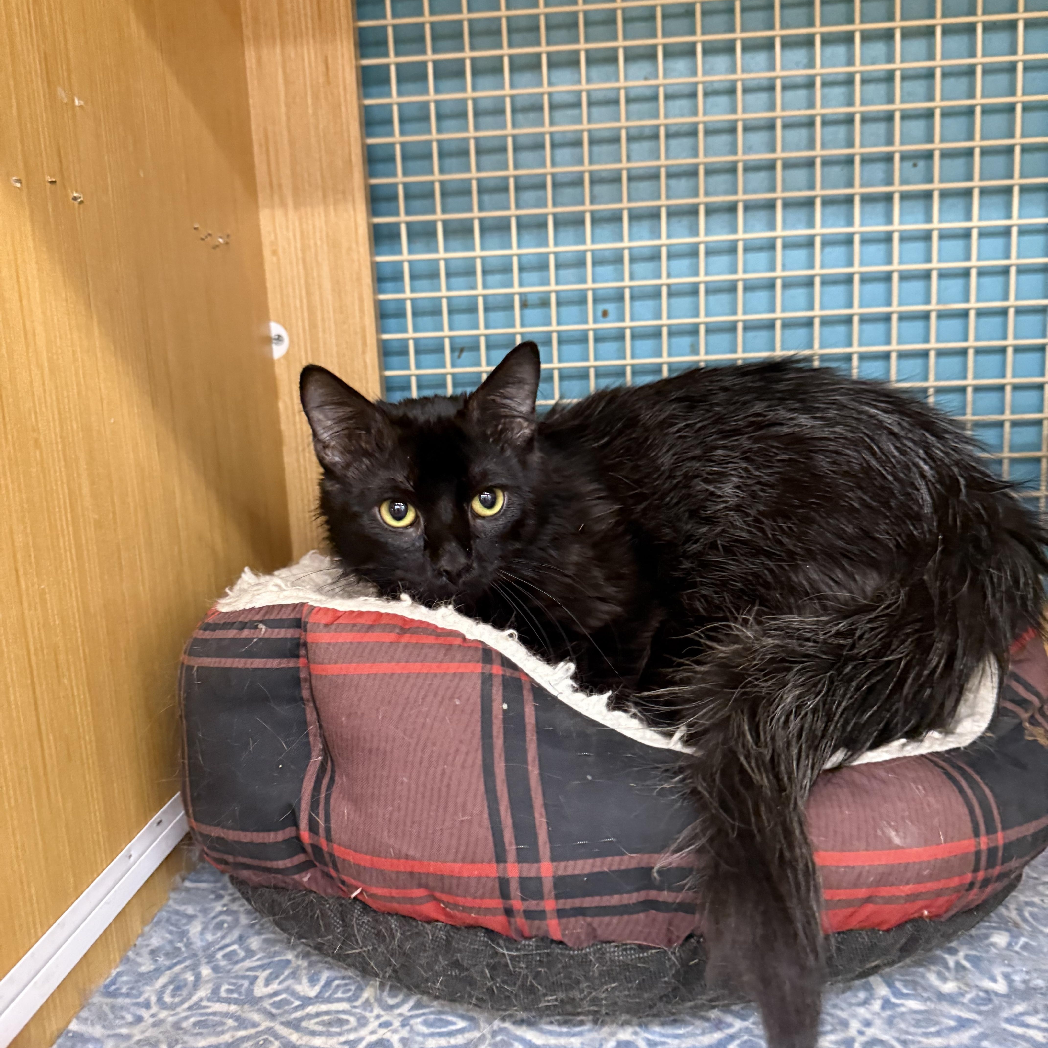 An adult medium-sized male Black Domestic Medium Hair cat named Frank for adoption in Las Vegas, NV