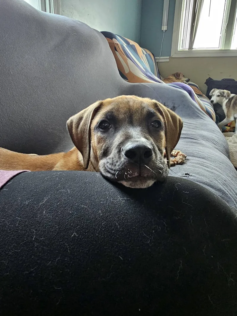 A baby medium-sized male Mixed Breed dog named Coop for adoption in Salisbury, MD