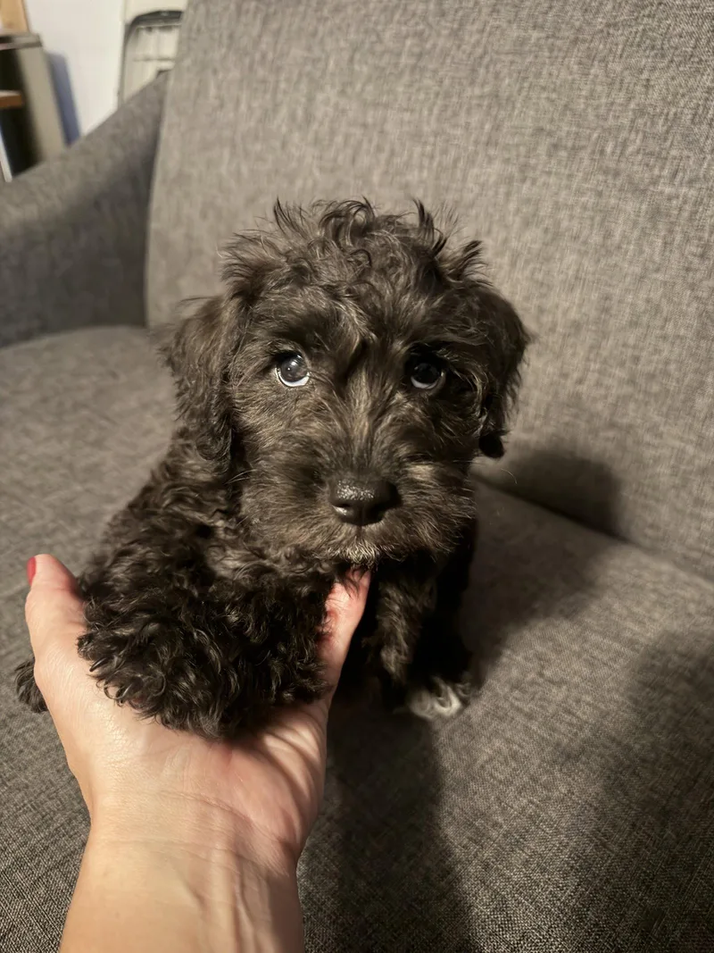 A baby medium-sized male Schnauzer dog named Frodo for adoption in Wheaton, IL