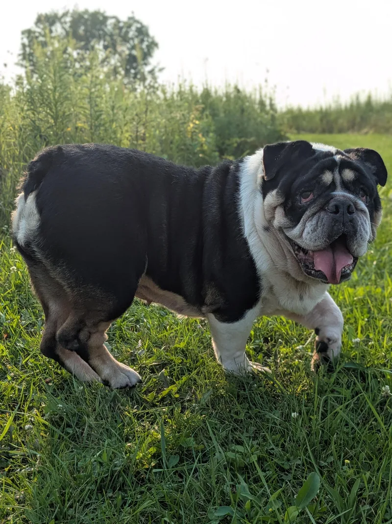 An adult medium-sized female Black English Bulldog dog named Wilma for adoption in Whitewater, WI