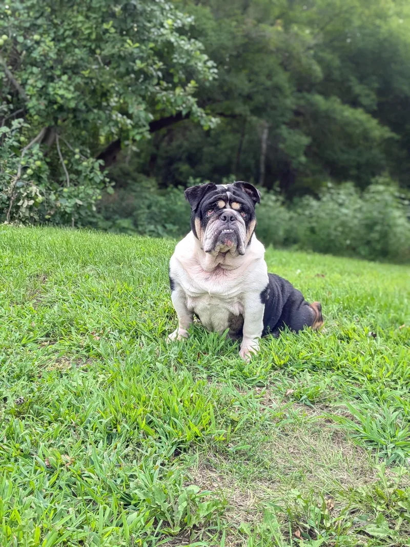 Wilma thumbnail 3