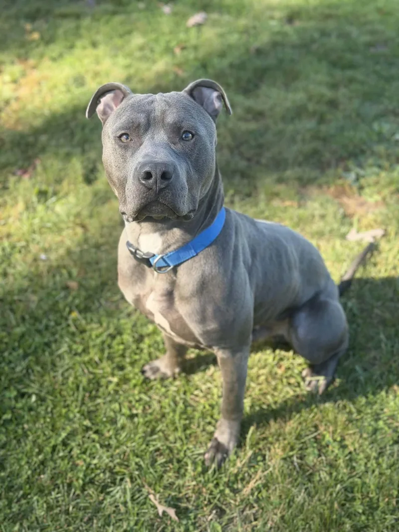 An adult large-sized male Gray / Blue / Silver Terrier dog named Blue for adoption in Chambersburg, PA