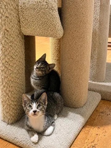 Colton & Rowan BONDED thumbnail 2
