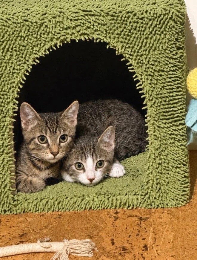 Colton & Rowan BONDED thumbnail 3