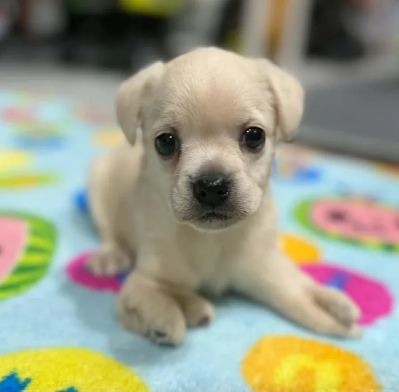 A baby small-sized male Cocker Spaniel dog named Sebastian for adoption in Anchorage, AK