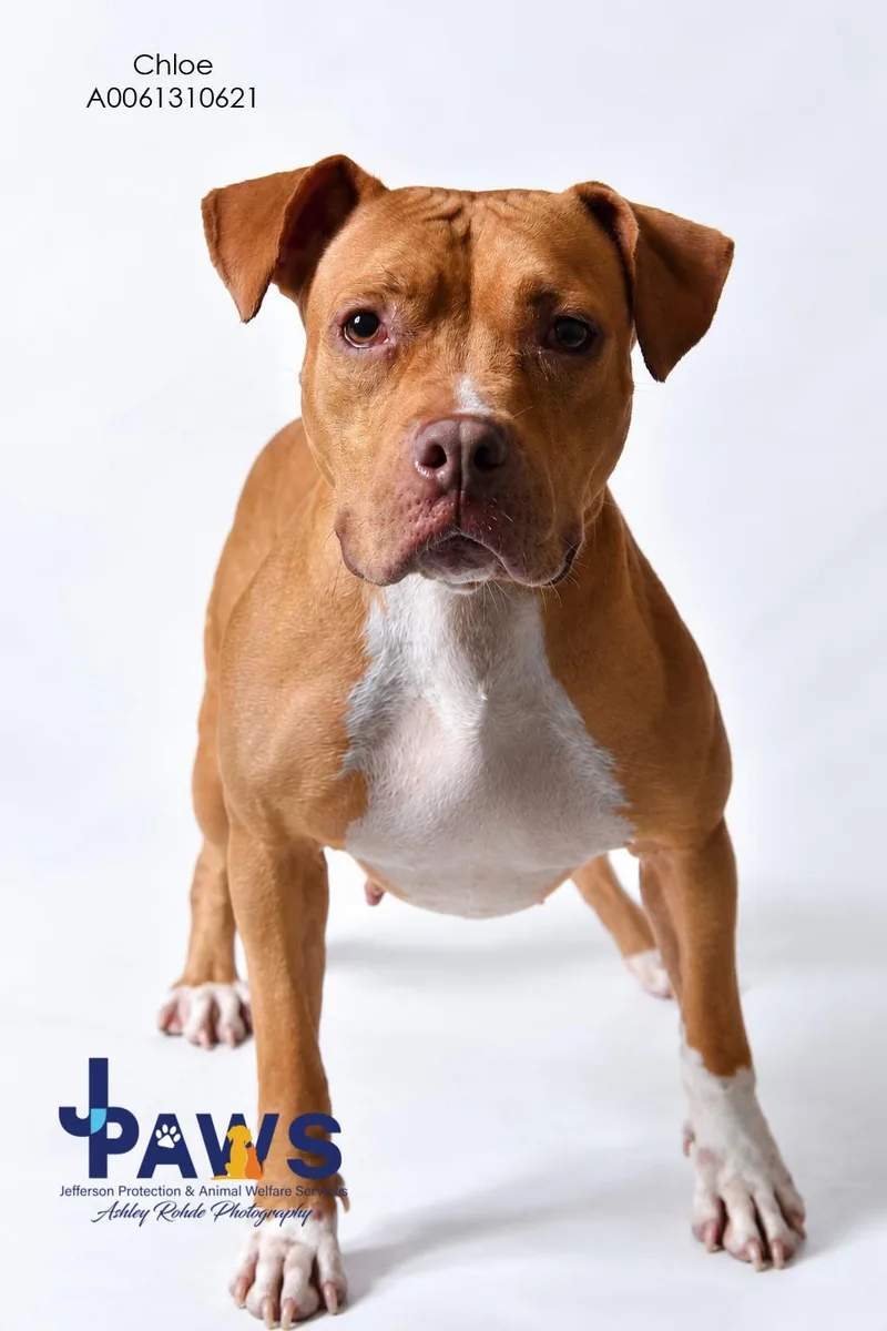 An adult medium-sized female Pit Bull Terrier dog named Chloe for adoption in Harvey , LA