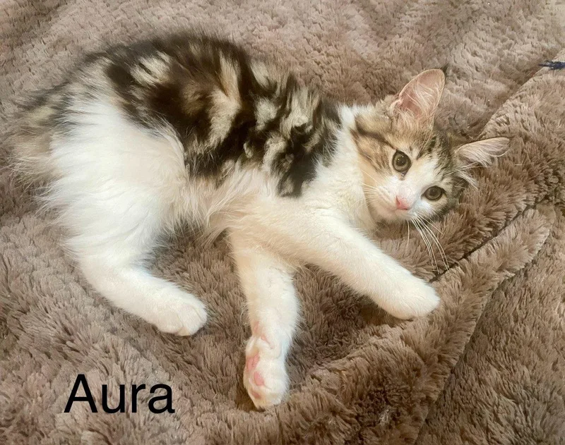 A baby medium-sized female Brown / Chocolate Domestic Short Hair cat named Aura for adoption in New York, NY