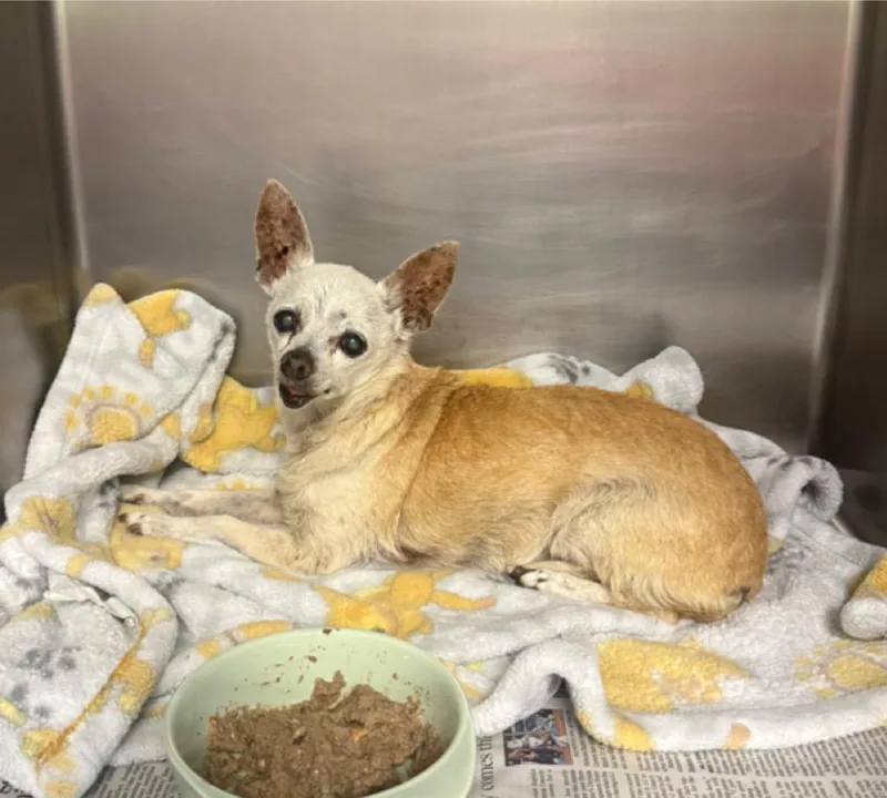 A senior medium-sized female Chihuahua dog named Peggy for adoption in Sorrento, LA