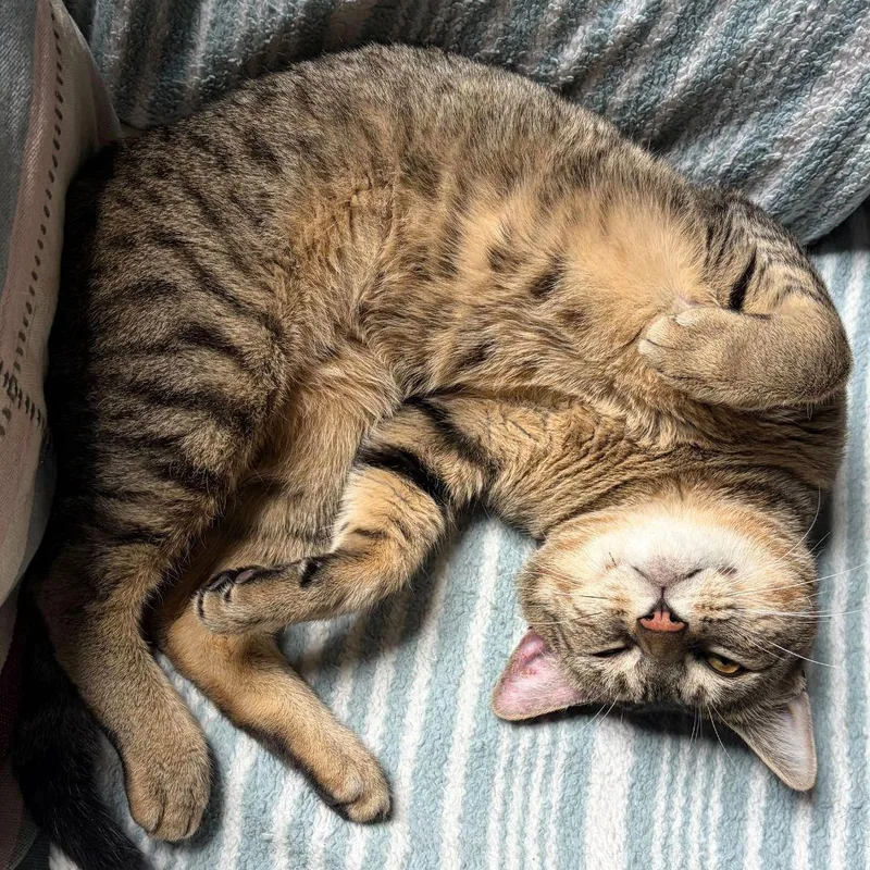 An adult medium-sized male Domestic Short Hair cat named Curmudgeon for adoption in Brooklyn, NY
