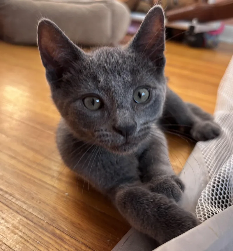 A baby medium-sized male Gray / Blue / Silver Domestic Short Hair cat named Gus for adoption in Buffalo, NY