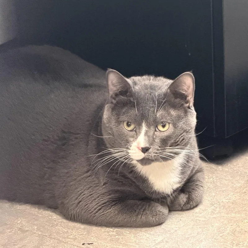 An adult extra large-sized male Gray / Blue / Silver Domestic Short Hair cat named Nougat for adoption in Philadelphia, PA