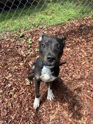 A baby small-sized male Pit Bull Terrier dog named Carver for adoption in Panama City, FL