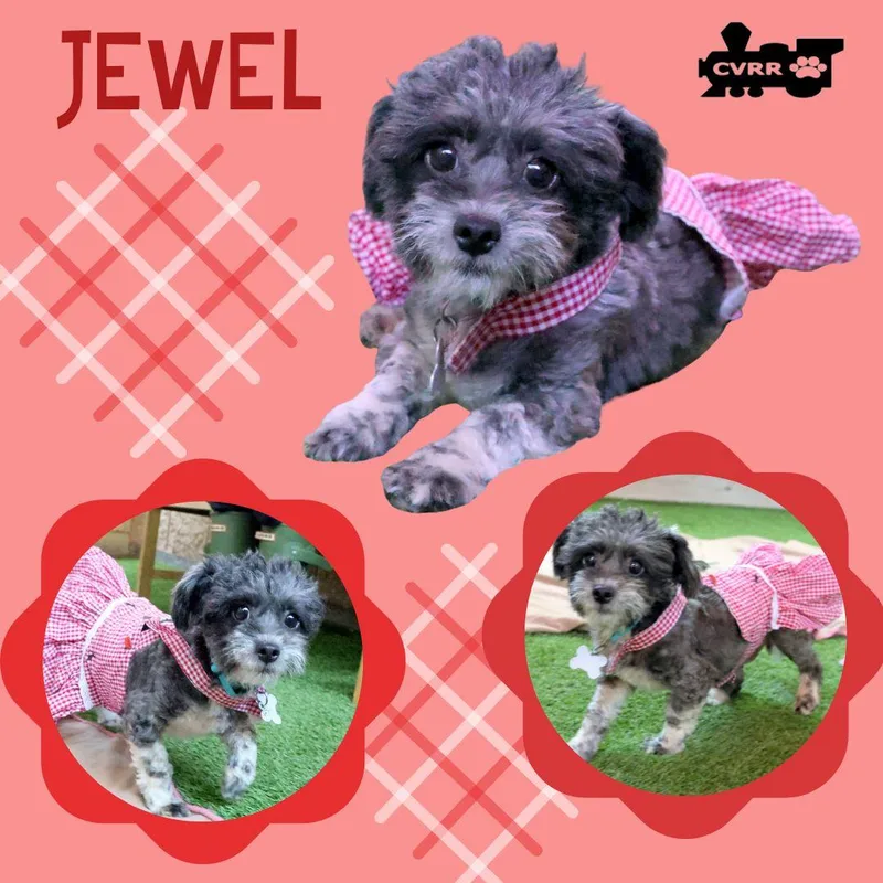 Jewel