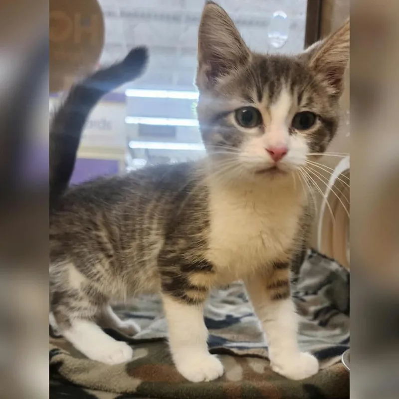 A baby small-sized male Gray / Blue / Silver Domestic Short Hair cat named Galahad for adoption in Toledo, OH
