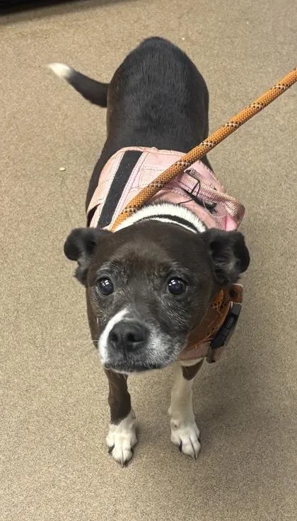A senior medium-sized female Mixed Breed dog named Lorca for adoption in Chamblee, GA