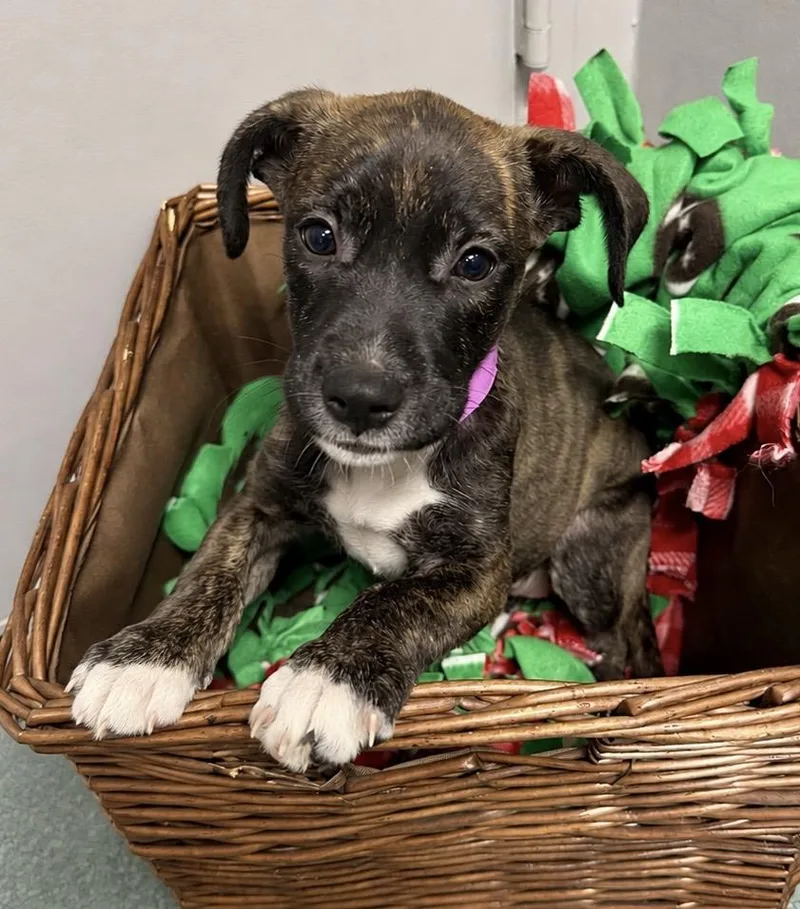 A baby medium-sized female Brindle American Staffordshire Terrier dog named Jenga for adoption in Tomball, TX