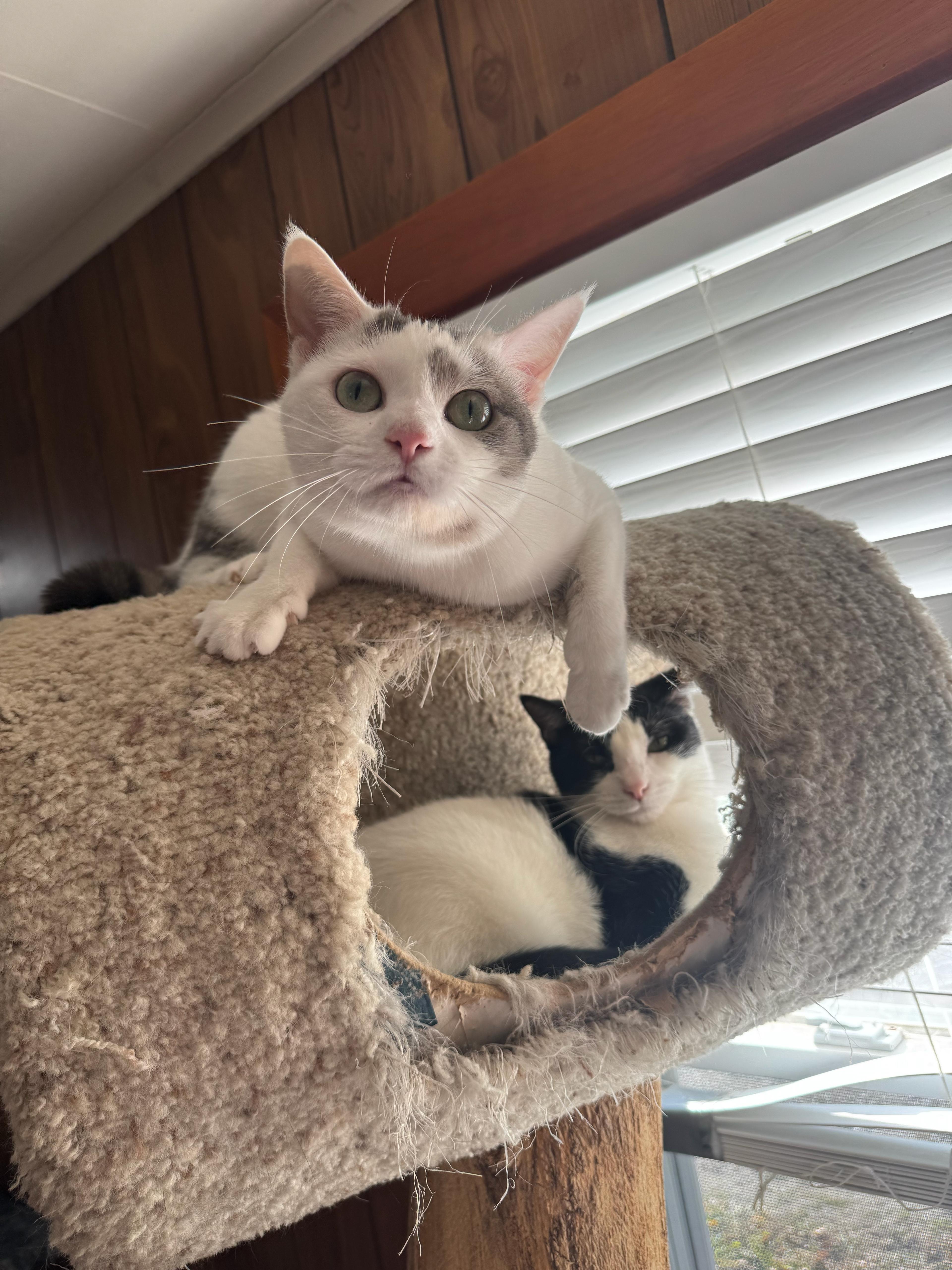 Cool Whip thumbnail 2