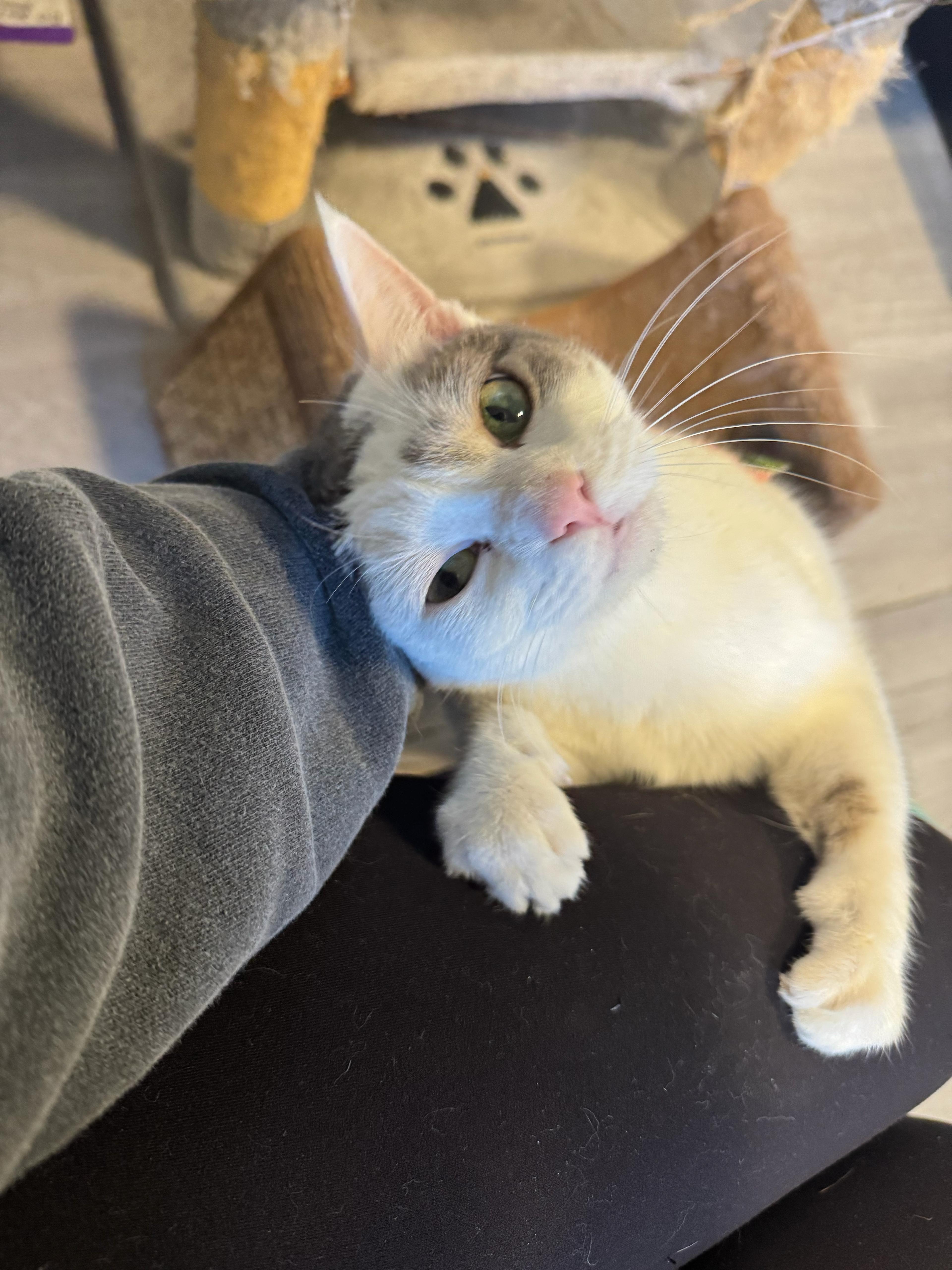 Cool Whip thumbnail 3