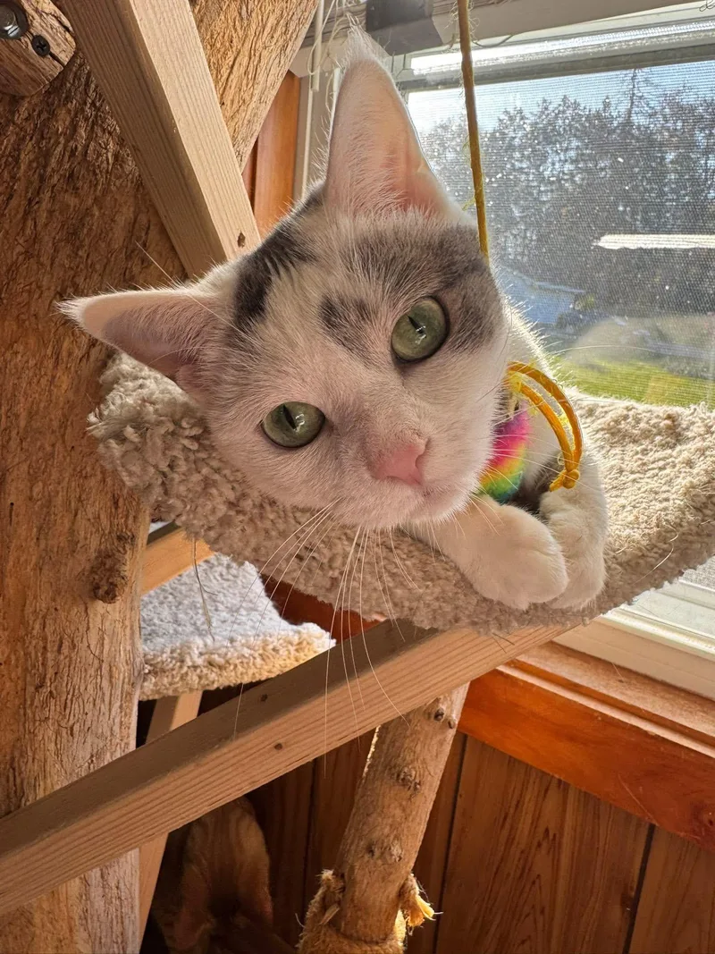 Cool Whip thumbnail 4