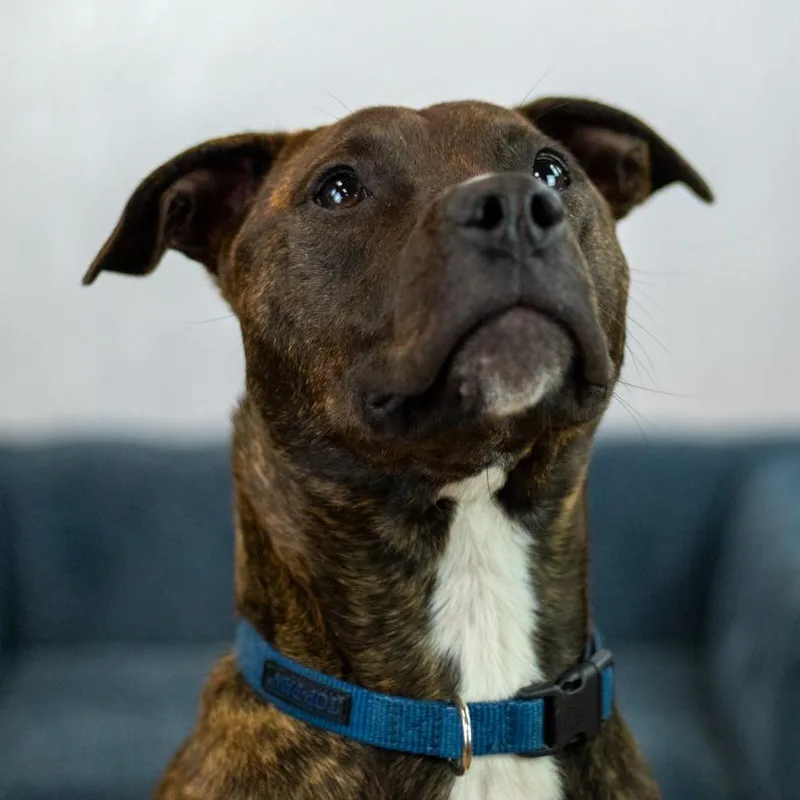 Mirabelle thumbnail 2