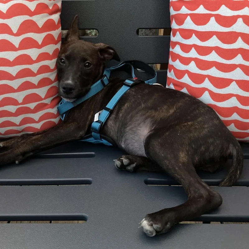 Mirabelle thumbnail 3