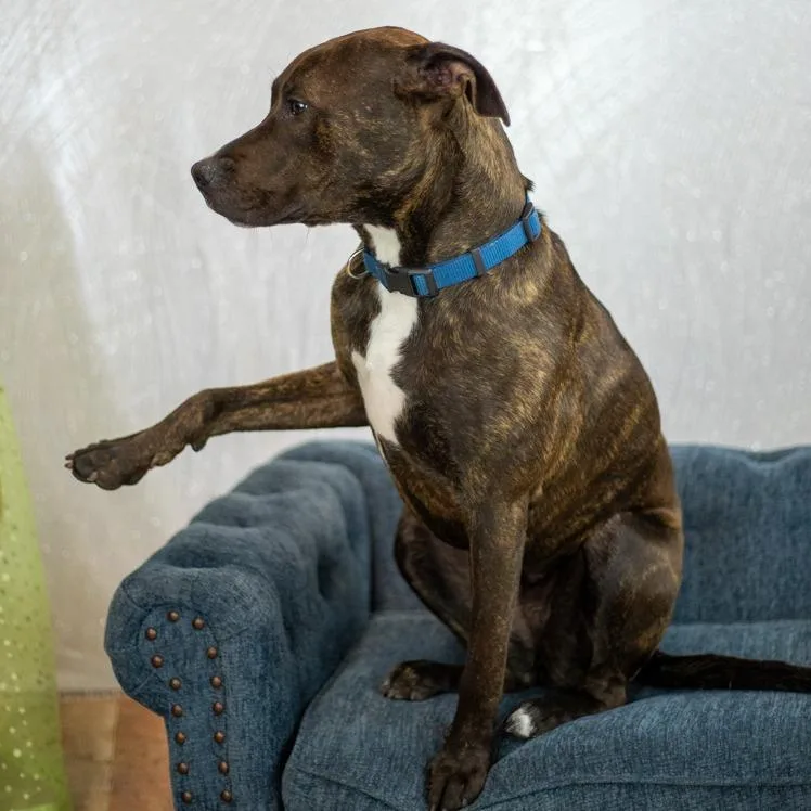 Mirabelle thumbnail 5