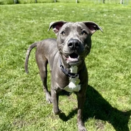 An adult medium-sized female Gray / Blue / Silver Mixed Breed dog named Sunshine for adoption in Roseburg, OR