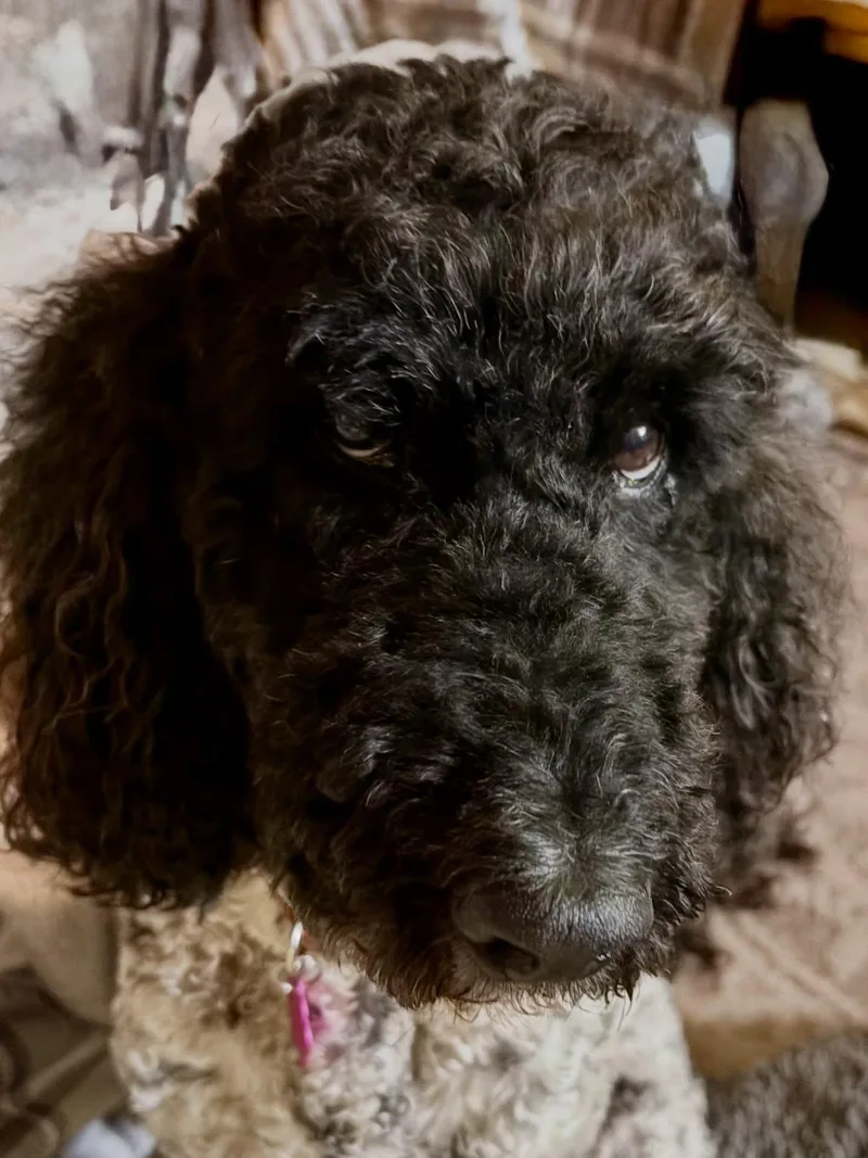 An adult medium-sized female Portuguese Water Dog dog named Melanie for adoption in Detroit, MI