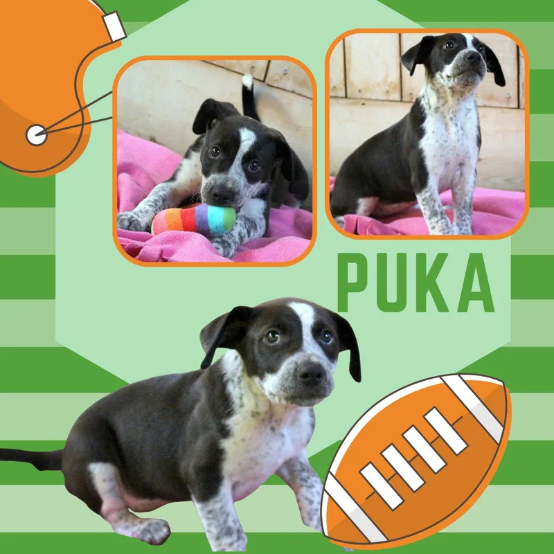 A baby small-sized female Australian Cattle Dog / Blue Heeler dog named Puka for adoption in LINDSAY, CA
