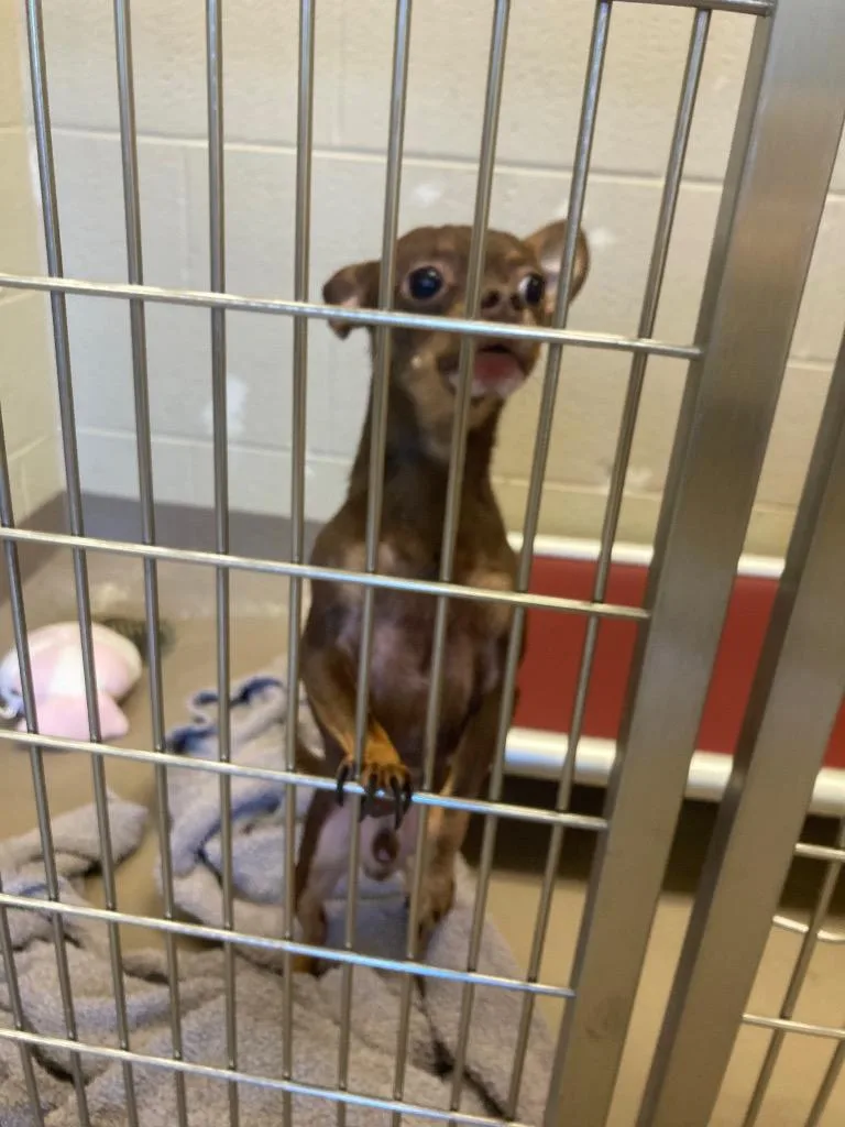 An adult medium-sized male Chihuahua dog named Bear for adoption in Christiansburg, VA