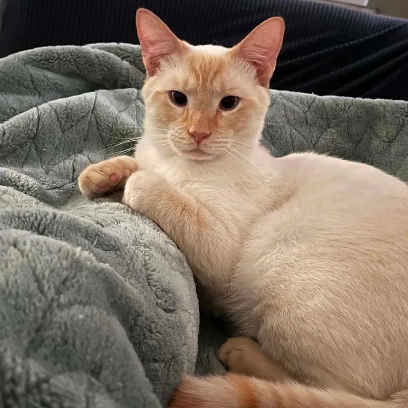A young small-sized male Flame Point Domestic Short Hair cat named Midas G for adoption in HERNANDO, MS