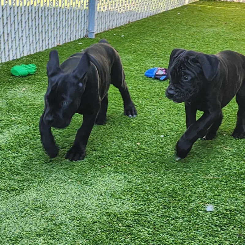 A baby small-sized female Black Cane Corso dog named Mia for adoption in Bedford, NH