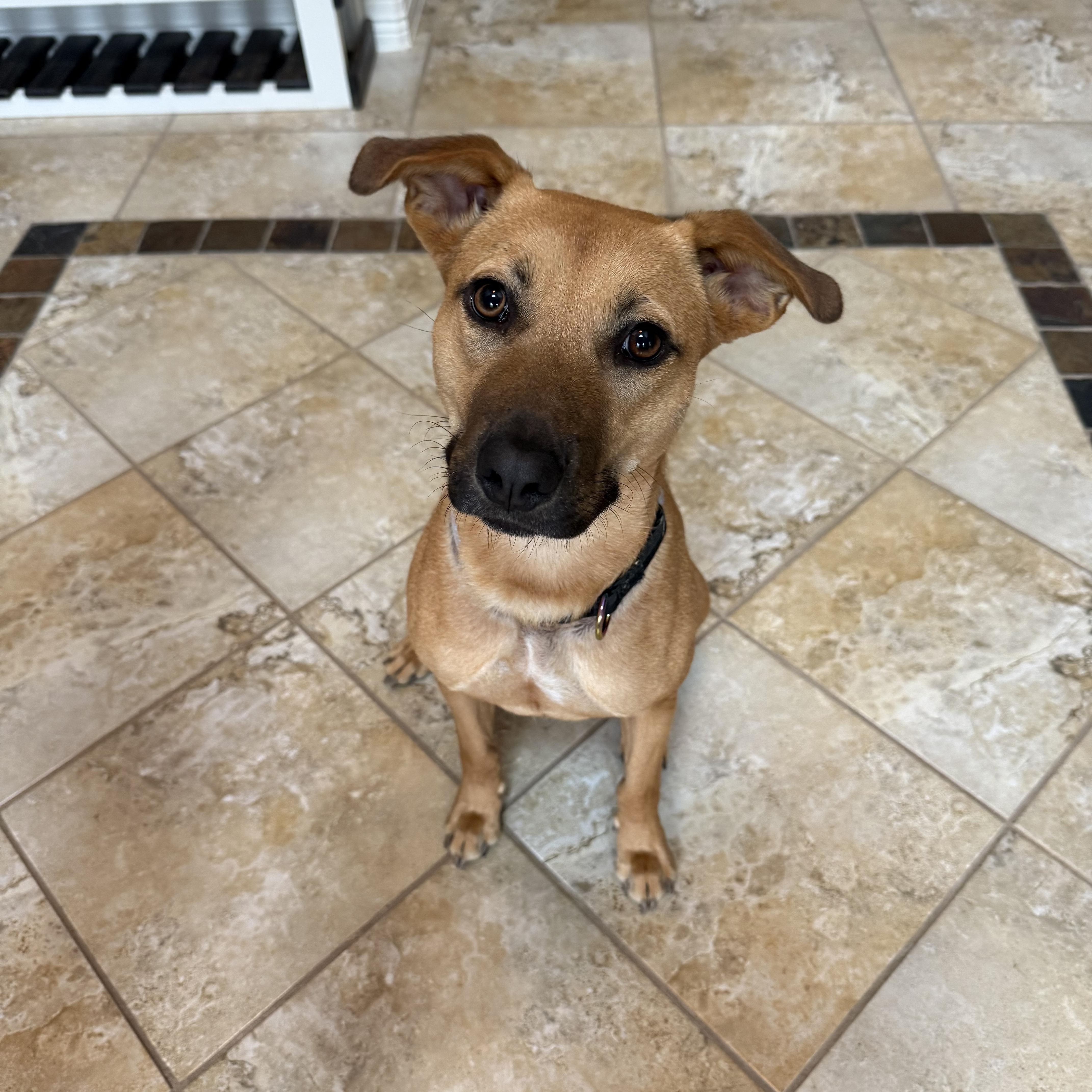 A young medium-sized female Hound dog named Tajin for adoption in Mico, TX