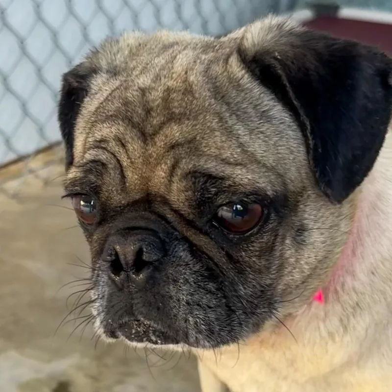A senior small-sized female Yellow / Tan / Blond / Fawn Pug dog named Precious for adoption in Fresno, CA