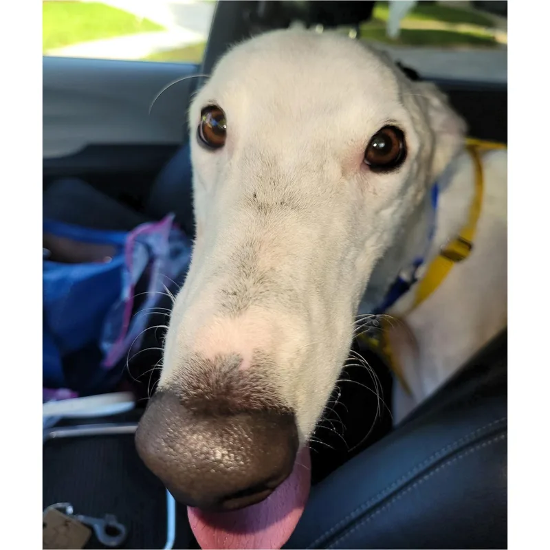 An adult large-sized male Greyhound dog named Everest for adoption in Tarpon Springs, FL