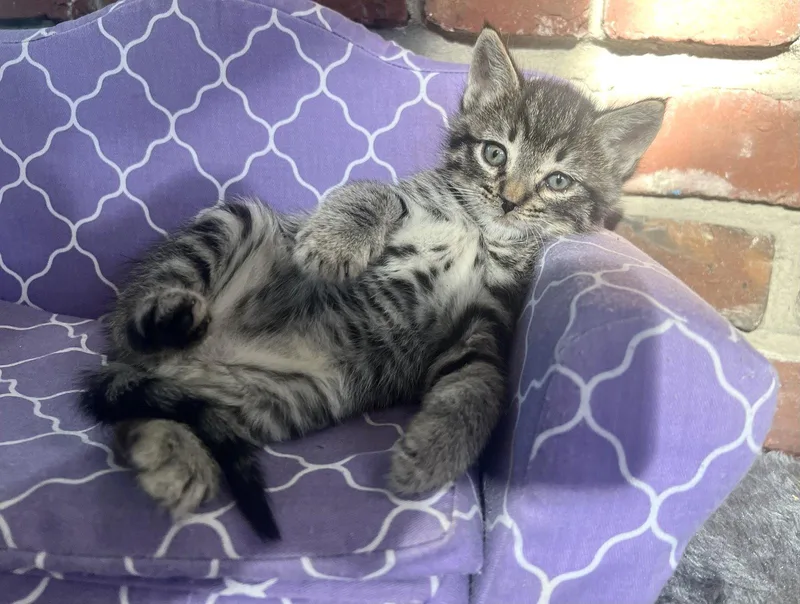 Tuna