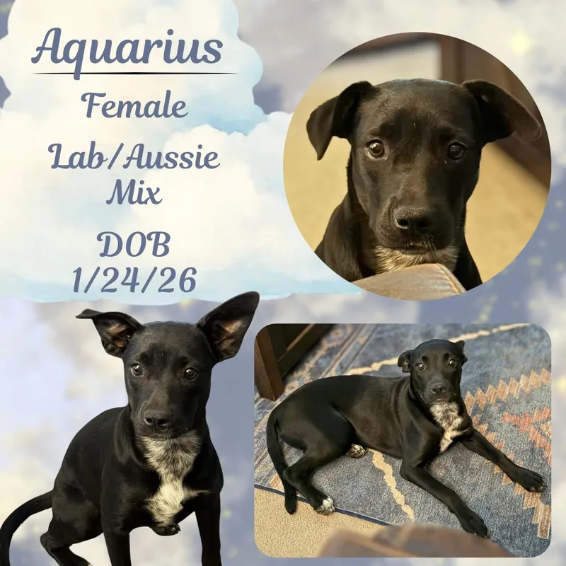 A baby medium-sized female Black Labrador Retriever dog named Aquarius for adoption in Caldwell, TX