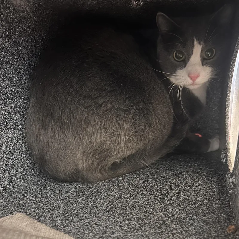 An adult large-sized male Gray / Blue / Silver Domestic Short Hair cat named Buddy for adoption in Birdsboro, PA