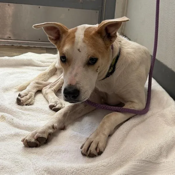 An adult medium-sized male Labrador Retriever dog named Popsicle for adoption in San Diego, CA