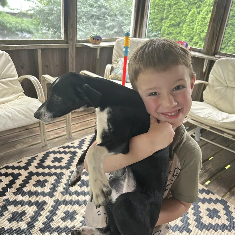 A baby small-sized female Chihuahua dog named Calla for adoption in Crystal Lake, IL