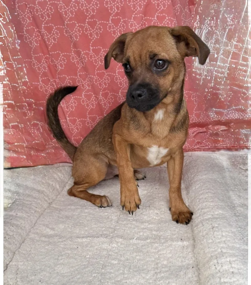 A young small-sized female Pekingese dog named Buttercup as sweet for adoption in Oakhurst, NJ