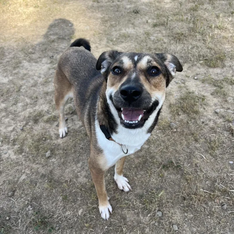 An adult medium-sized female Apricot / Beige Shepherd dog named Rosie for adoption in Ojai, CA