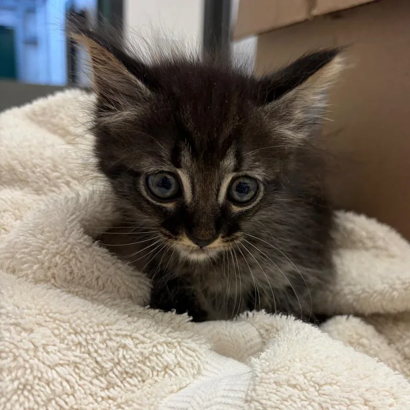 A baby small-sized male Gray / Blue / Silver Domestic Short Hair cat named Bunny for adoption in Lake Jackson, TX